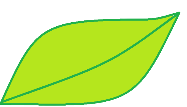 Bo leaf